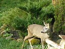 Міша Юріна фотография #42 (источник - https://vk.com/id70576909)