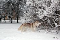 Вадим Плотников фотография #8 (источник - https://vk.com/id4696060)