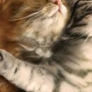 Іван Зеленяк фотография #28 (источник - https://vk.com/id133769797)