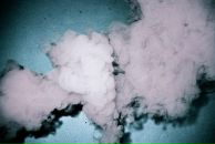 Фотография Оникиенко Романа