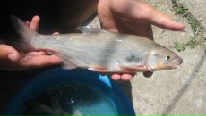 Міша Чучук фотография #6 (источник - https://vk.com/id150332219)