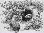 Фотография Бехелева Александра