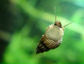 Dathim Origin фотография #40 (источник - https://vk.com/id2932718)