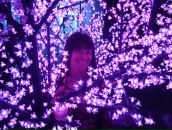 Фотография Сибирской Вероники