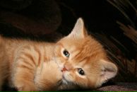 Фотография Сапроновой Юли