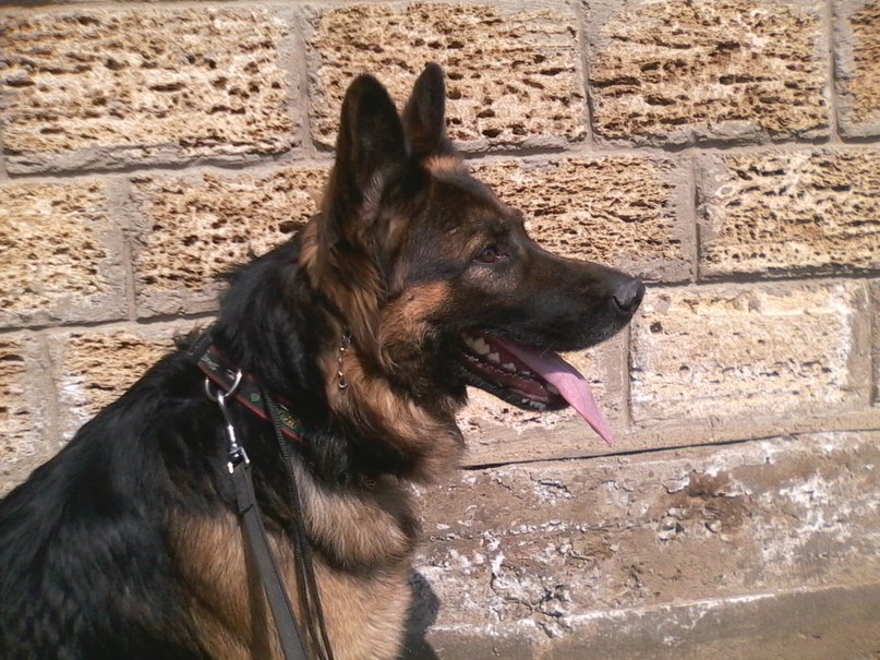 Сироп Гулевич фотография #21