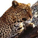 Фотография Зверевой Риммы