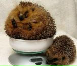 Фотография Савченко Константина