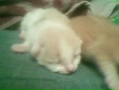 Антон Доморов фотография #40 (источник - https://vk.com/id2985773)