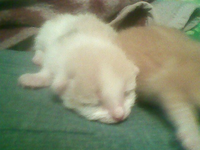 Антон Доморов фотография #39