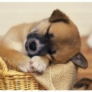 Діана Береза фотография #24 (источник - https://vk.com/id157656163)