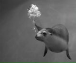 Фотография Алексеевой Алисы