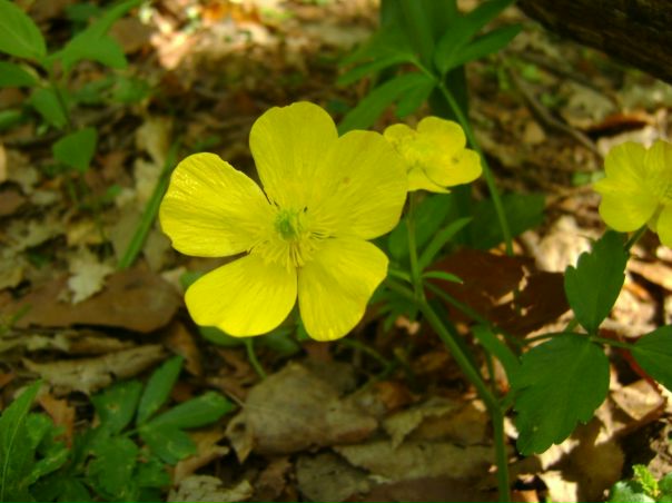 №8, Таня Гертель №8, Таня Гертель