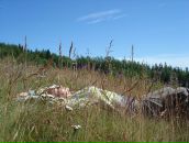 Анна Журавлёва фотография #16 (источник - https://vk.com/id461369)