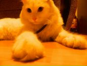 Фотография Шульцова Олега