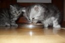 Кот Салтыков фотография #40 (источник - https://vk.com/id82408447)