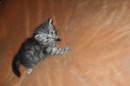 Кот Салтыков фотография #44 (источник - https://vk.com/id82408447)