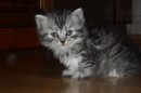 Кот Салтыков фотография #49 (источник - https://vk.com/id82408447)