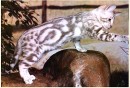 Сергій Прокопишин фотография #32 (источник - https://vk.com/id66292079)