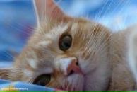 Фотография Смолянской Анастасии