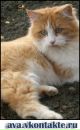 Берта °•..kitty..•° фотография #18 (источник - https://vk.com/id151790863)
