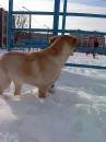 Інді Живко фотография #9 (источник - https://vk.com/id82626680)
