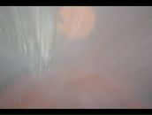 Bruce Raw фотография #2 (источник - https://vk.com/id629149)