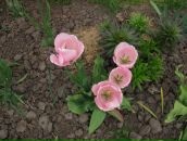 Віктор Бевза фотография #1