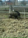 Мар'ян Гірчак фотография #5 (источник - https://vk.com/id100953929)