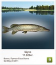 Николай Полозун фотография #20 (источник - https://vk.com/id135139321)