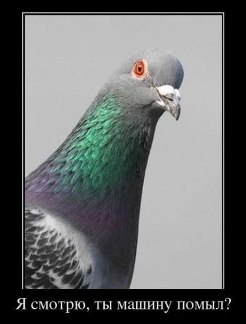 Bob Bob фотография #20