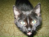 Анна Евстратова фотография #25 (источник - https://vk.com/id1560898)