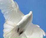 Фотография Генрих Елены