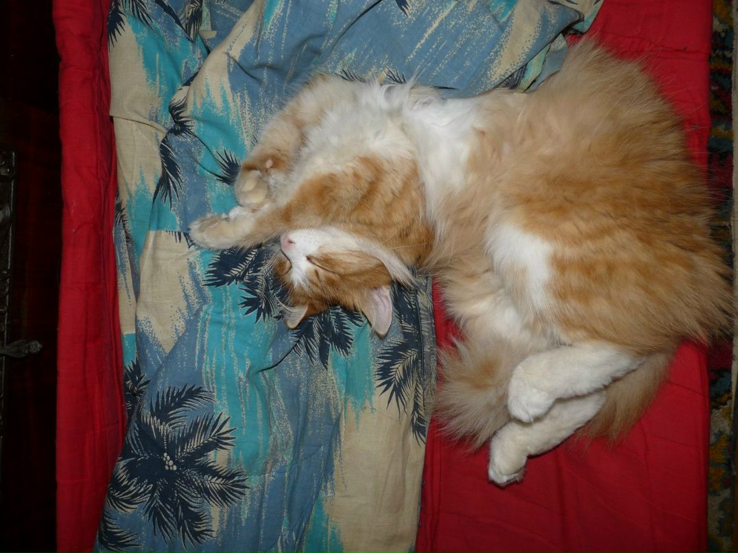 Александр Шишкин фотография #42