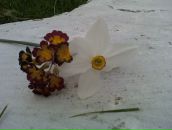 Александра Міщук фотография #48 (источник - https://vk.com/id103138309)