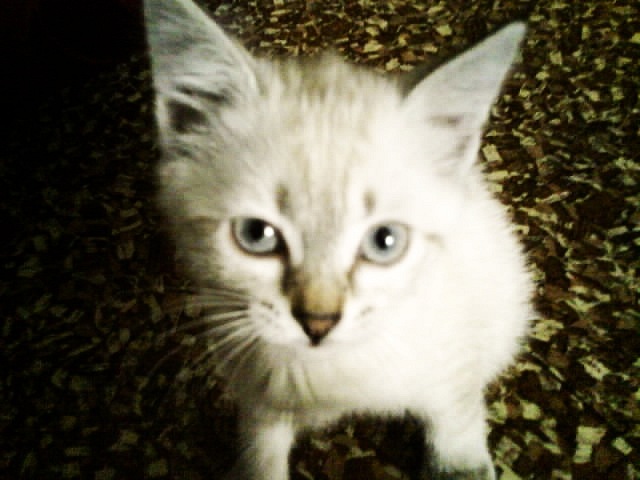 Stephenie Stephenie фотография #16